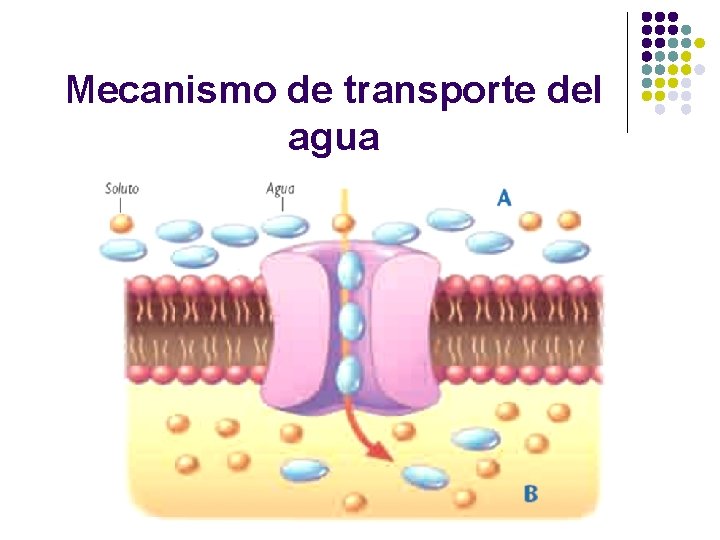 Mecanismo de transporte del agua 