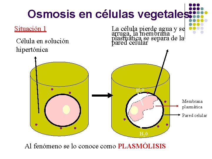 Osmosis en células vegetales Situación 1 Célula en solución hipertónica La célula pierde agua