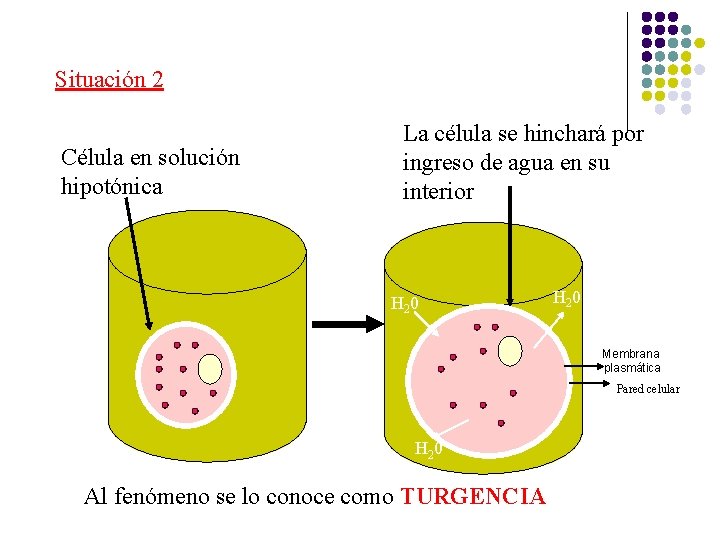 Situación 2 Célula en solución hipotónica La célula se hinchará por ingreso de agua