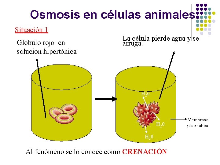 Osmosis en células animales Situación 1 Glóbulo rojo en solución hipertónica La célula pierde