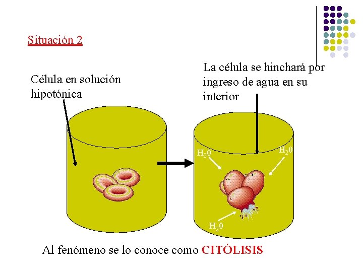 Situación 2 Célula en solución hipotónica La célula se hinchará por ingreso de agua