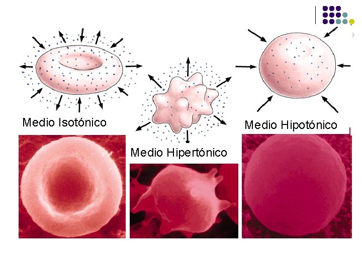 Medio Isotónico Medio Hipertónico 