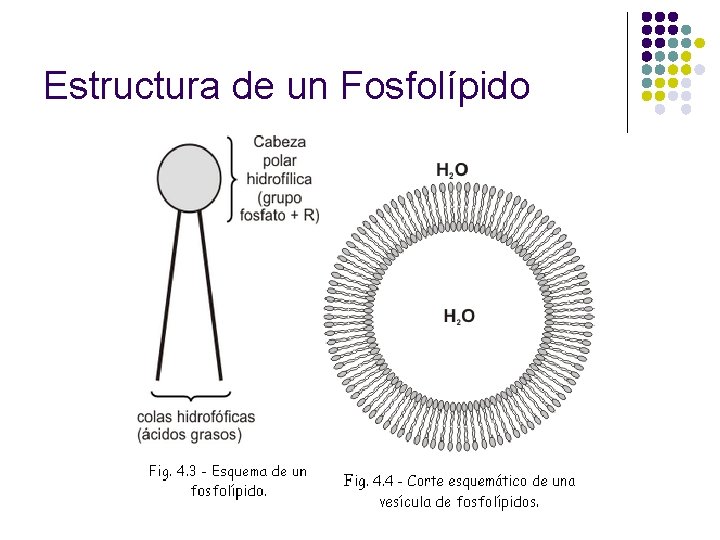 Estructura de un Fosfolípido 