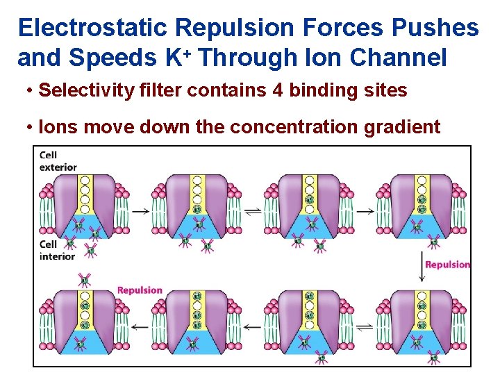 Electrostatic Repulsion Forces Pushes and Speeds K+ Through Ion Channel • Selectivity filter contains
