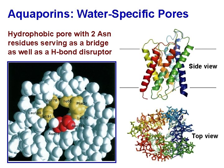 Aquaporins: Water-Specific Pores Hydrophobic pore with 2 Asn residues serving as a bridge as
