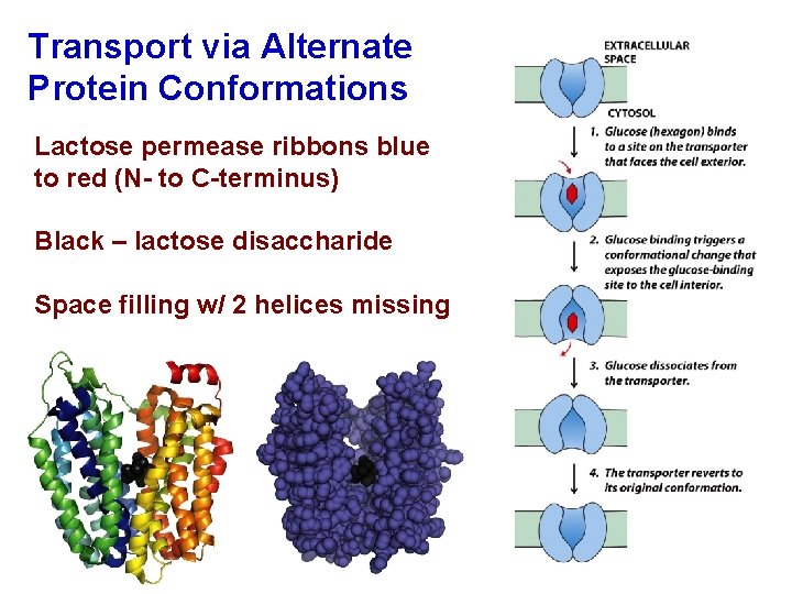 Transport via Alternate Protein Conformations Lactose permease ribbons blue to red (N- to C-terminus)