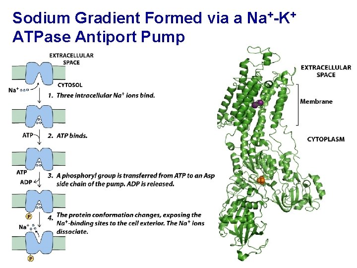 Sodium Gradient Formed via a Na+-K+ ATPase Antiport Pump 