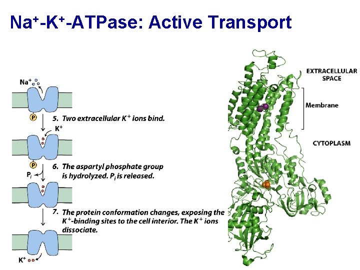Na+-K+-ATPase: Active Transport 