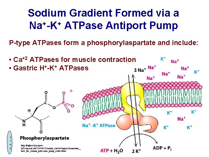 Sodium Gradient Formed via a Na+-K+ ATPase Antiport Pump P-type ATPases form a phosphorylaspartate