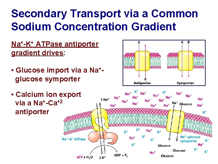 Secondary Transport via a Common Sodium Concentration Gradient Na+-K+ ATPase antiporter gradient drives: •