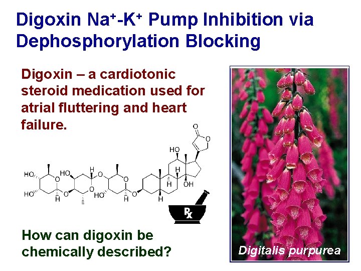 Digoxin Na+-K+ Pump Inhibition via Dephosphorylation Blocking Digoxin – a cardiotonic steroid medication used