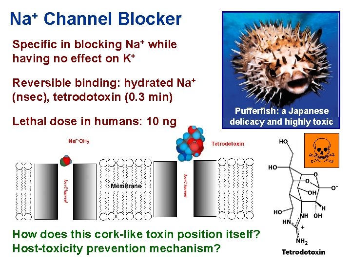 Na+ Channel Blocker Specific in blocking Na+ while having no effect on K+ Reversible