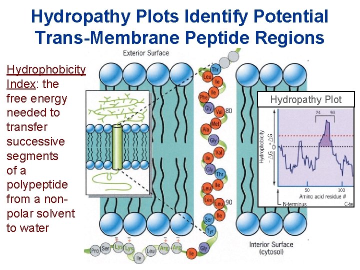Hydropathy Plots Identify Potential Trans-Membrane Peptide Regions Hydrophobicity Index: the free energy needed to