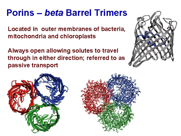 Porins – beta Barrel Trimers Located in outer membranes of bacteria, mitochondria and chloroplasts