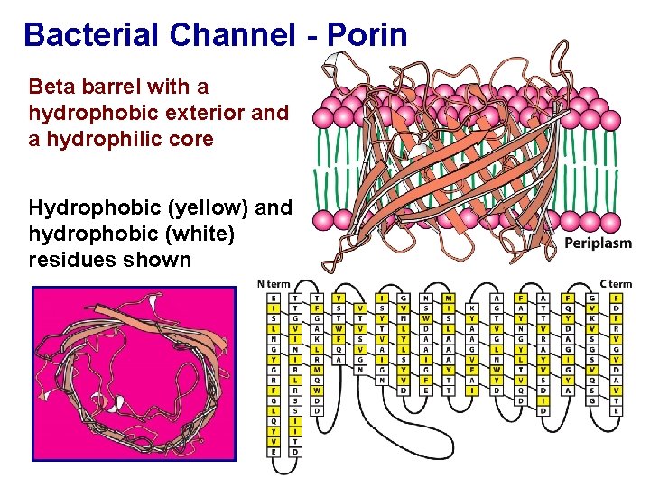 Bacterial Channel - Porin Beta barrel with a hydrophobic exterior and a hydrophilic core