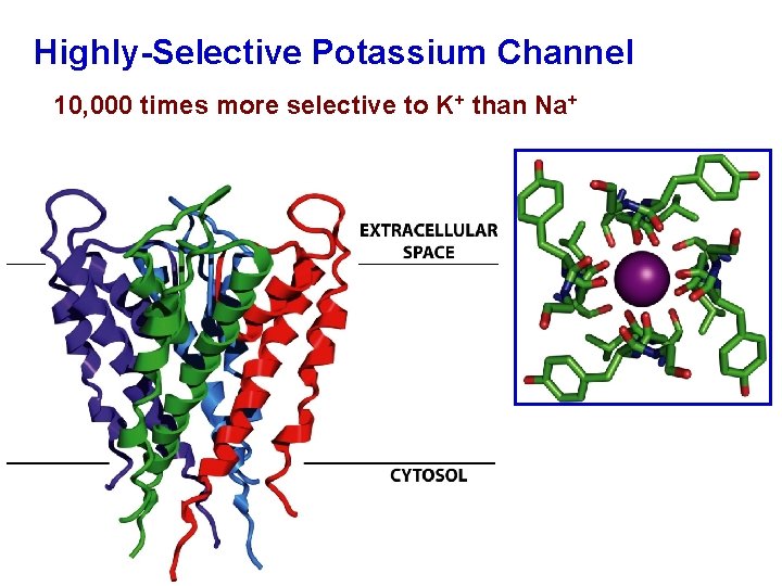 Highly-Selective Potassium Channel 10, 000 times more selective to K+ than Na+ 