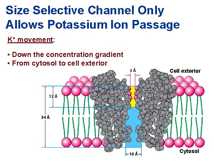 Size Selective Channel Only Allows Potassium Ion Passage K+ movement: • Down the concentration