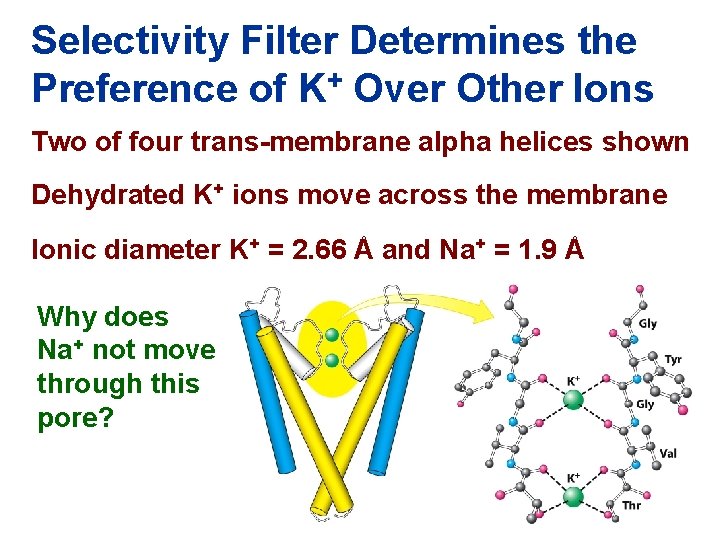 Selectivity Filter Determines the Preference of K+ Over Other Ions Two of four trans-membrane
