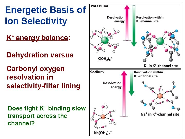 Energetic Basis of Ion Selectivity K+ energy balance: Dehydration versus Carbonyl oxygen resolvation in