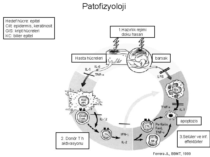 Patofizyoloji Hedef hücre: epitel Cilt: epidermis, keratinosit GIS: kript hücreleri KC: bilier epitel 1.