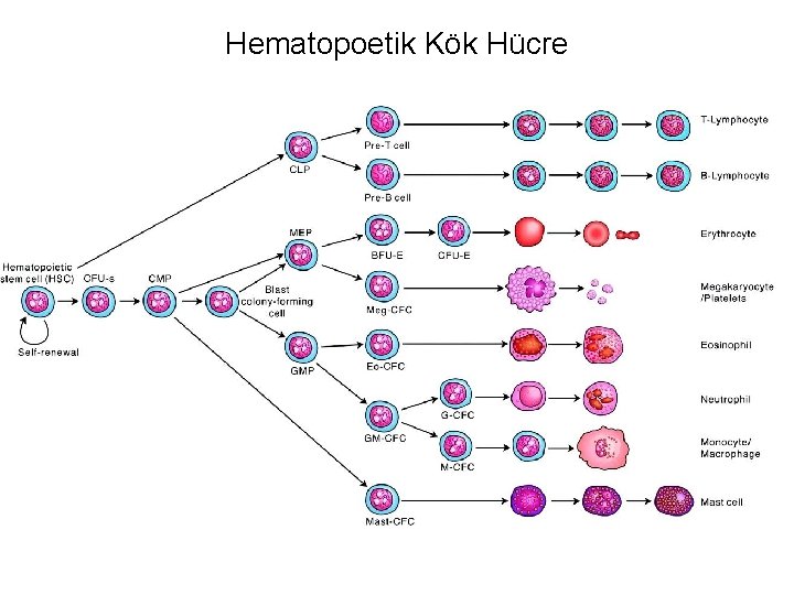 Hematopoetik Kök Hücre 