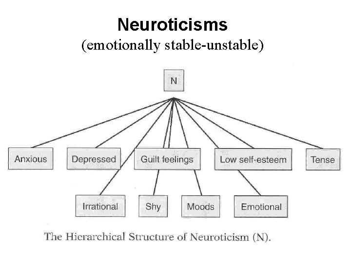 Neuroticisms (emotionally stable unstable) 