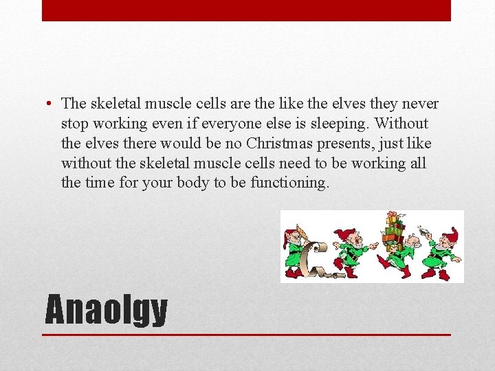  • The skeletal muscle cells are the like the elves they never stop