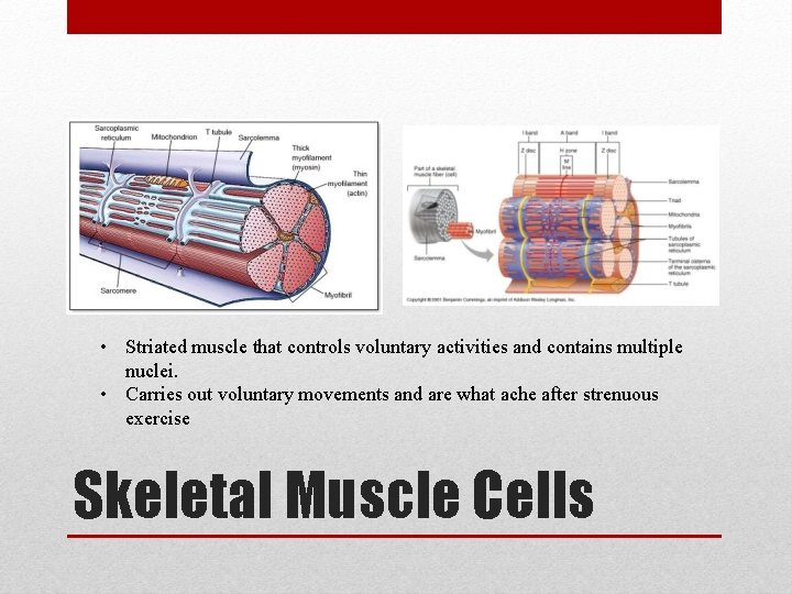  • Striated muscle that controls voluntary activities and contains multiple nuclei. • Carries