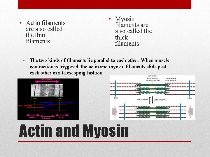  • Actin filaments are also called the thin filaments. • Myosin filaments are