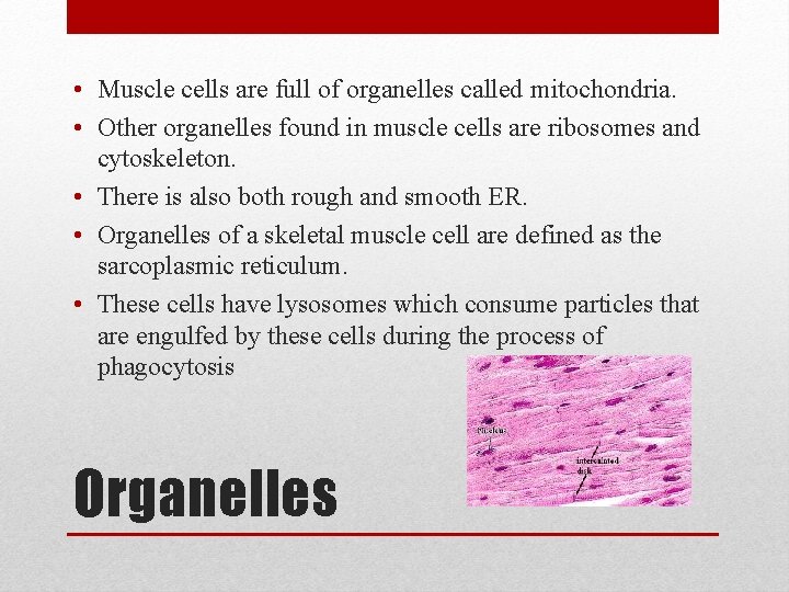  • Muscle cells are full of organelles called mitochondria. • Other organelles found