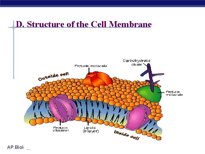 D. Structure of the Cell Membrane AP Biology * 