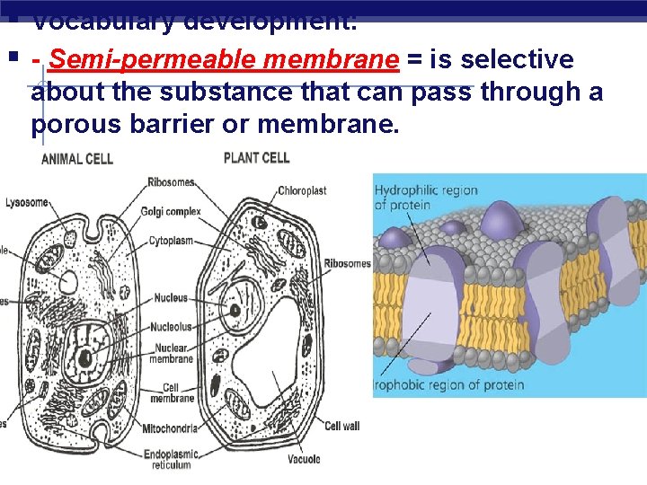 § Vocabulary development: § - Semi-permeable membrane = is selective about the substance that