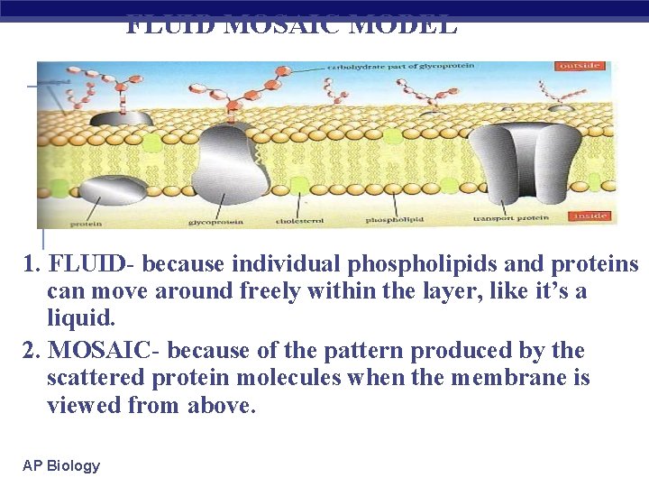 FLUID MOSAIC MODEL 1. FLUID- because individual phospholipids and proteins can move around freely