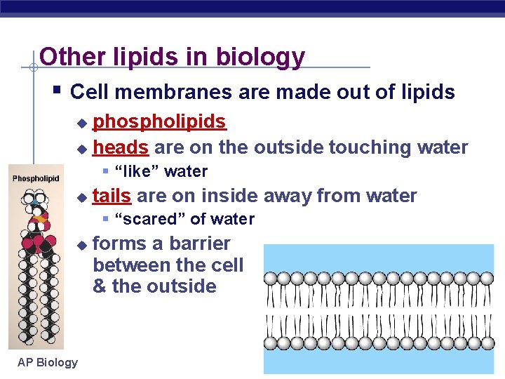 Other lipids in biology § Cell membranes are made out of lipids phospholipids u