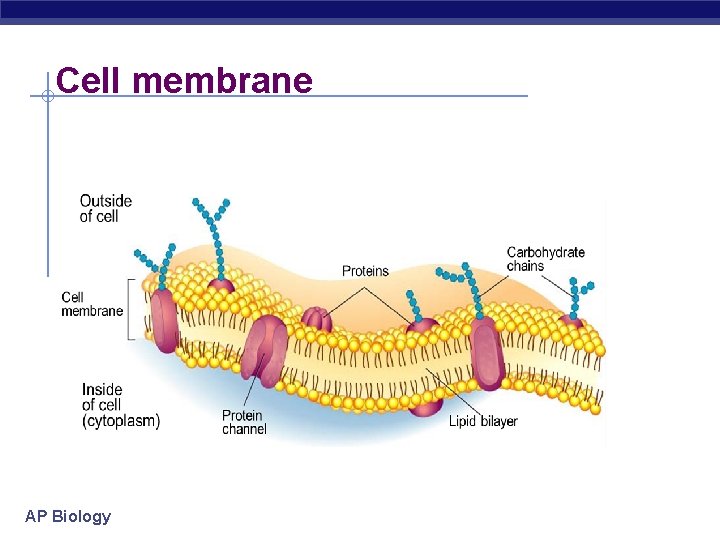 Cell membrane AP Biology 