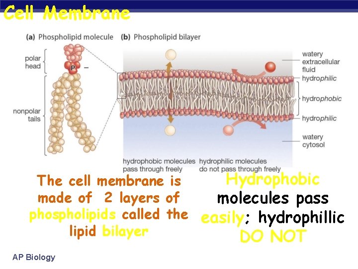 Cell Membrane Hydrophobic The cell membrane is made of 2 layers of molecules pass