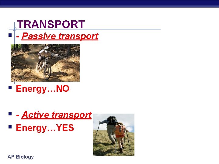 TRANSPORT § - Passive transport § Energy…NO § - Active transport § Energy…YES AP