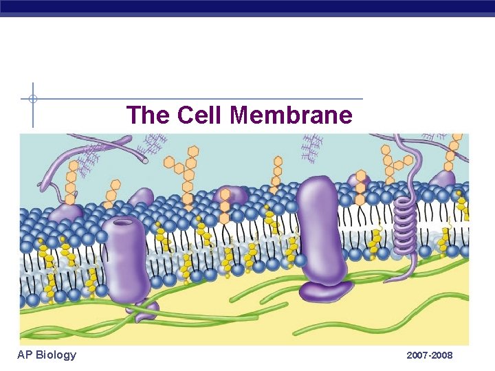 The Cell Membrane AP Biology 2007 -2008 