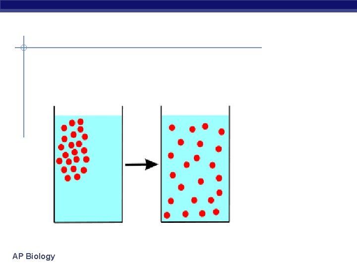 AP Biology 