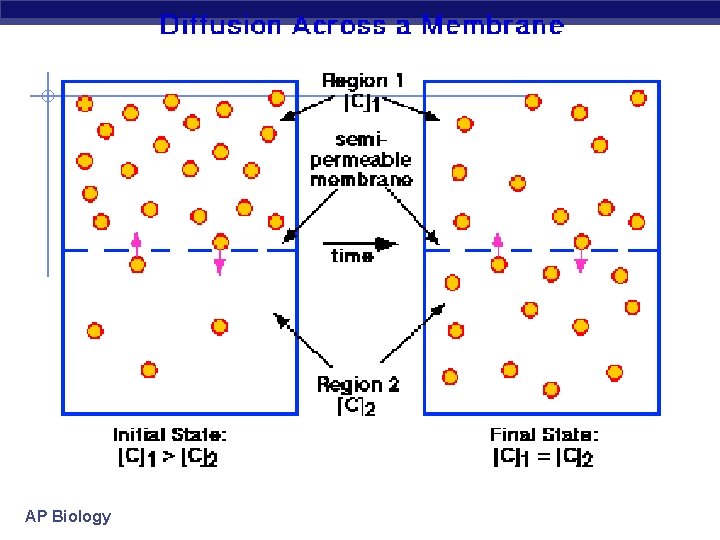 AP Biology 