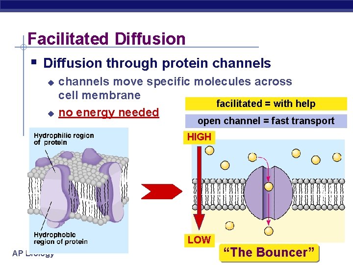 Facilitated Diffusion § Diffusion through protein channels u u channels move specific molecules across