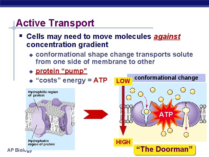 Active Transport § Cells may need to move molecules against concentration gradient u u