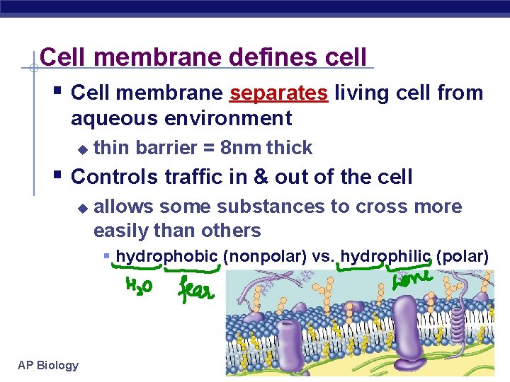 Cell membrane defines cell § Cell membrane separates living cell from aqueous environment u