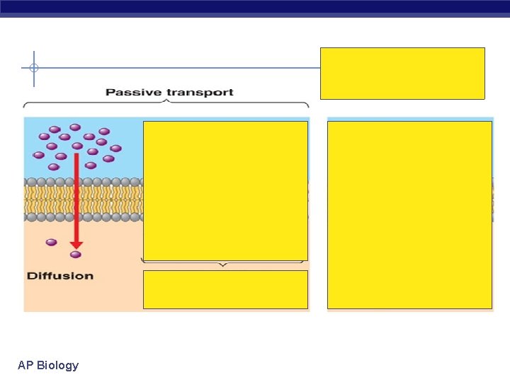 AP Biology 