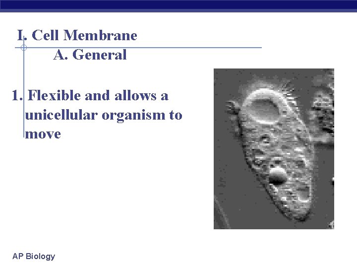 I. Cell Membrane A. General 1. Flexible and allows a unicellular organism to move