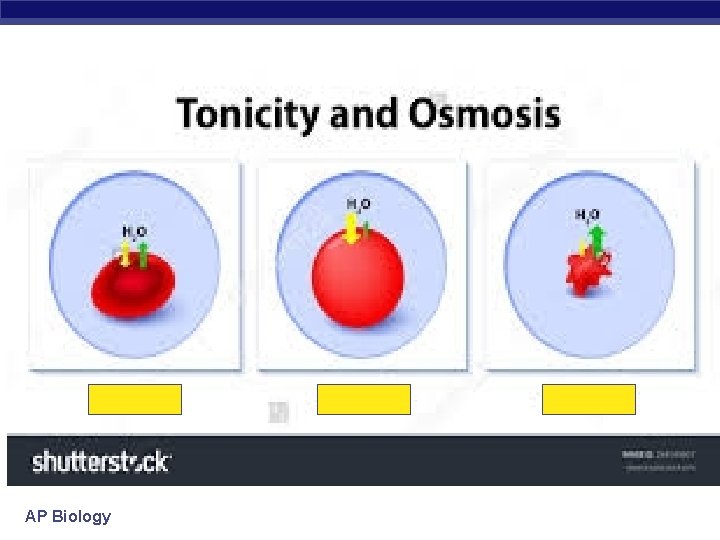 AP Biology 