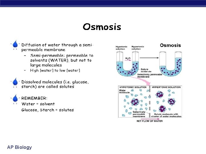 AP Biology 