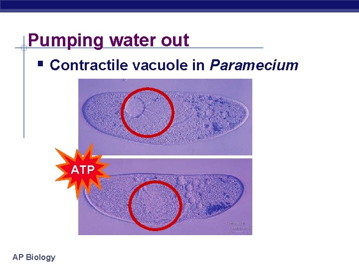 Pumping water out § Contractile vacuole in Paramecium ATP AP Biology 