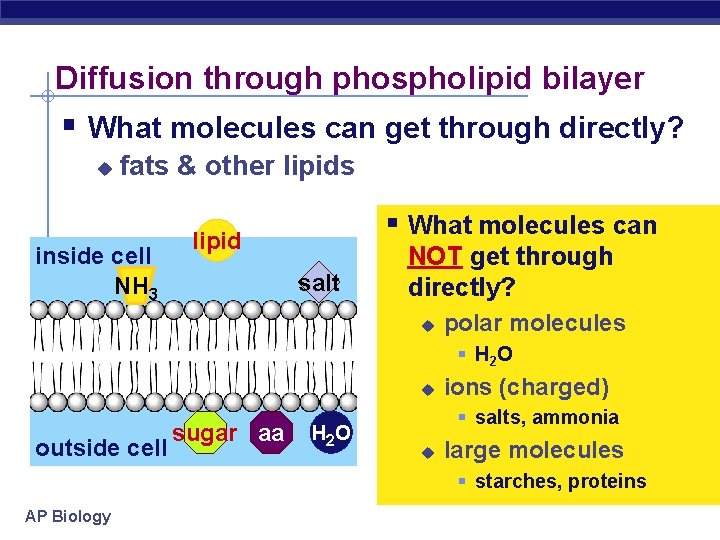 Diffusion through phospholipid bilayer § What molecules can get through directly? u fats &