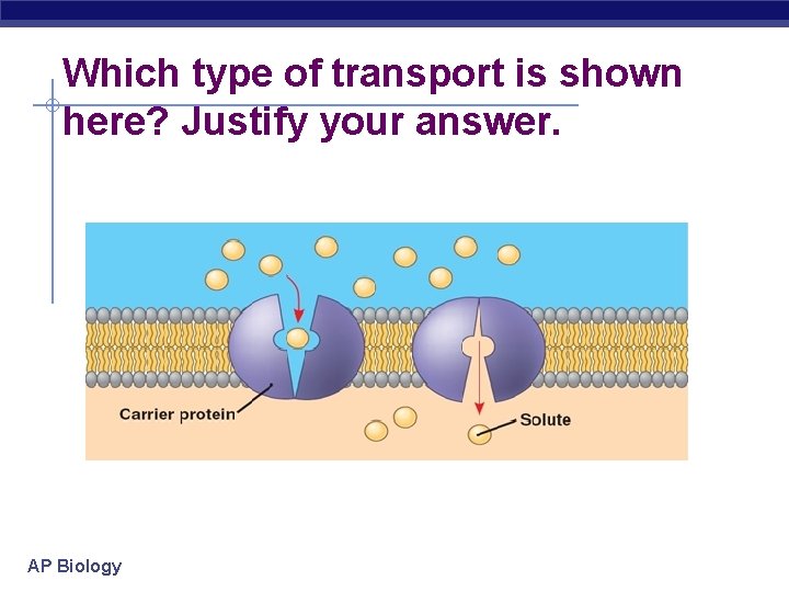 Which type of transport is shown here? Justify your answer. AP Biology 